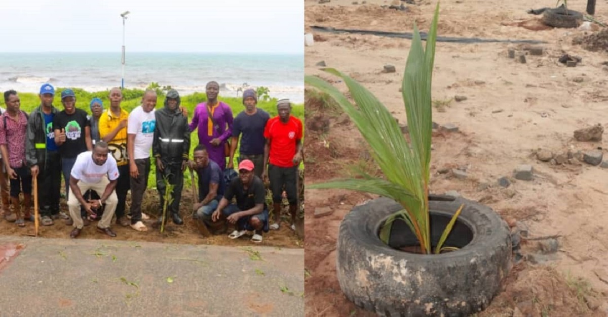 Tourism Ministry And Tourist Board Plant Trees Along Lumley-Aberdeen Beach Front