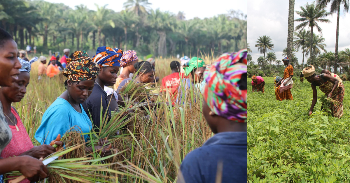 Kabassa Farmers Urge Government for Essential Agricultural Equipment