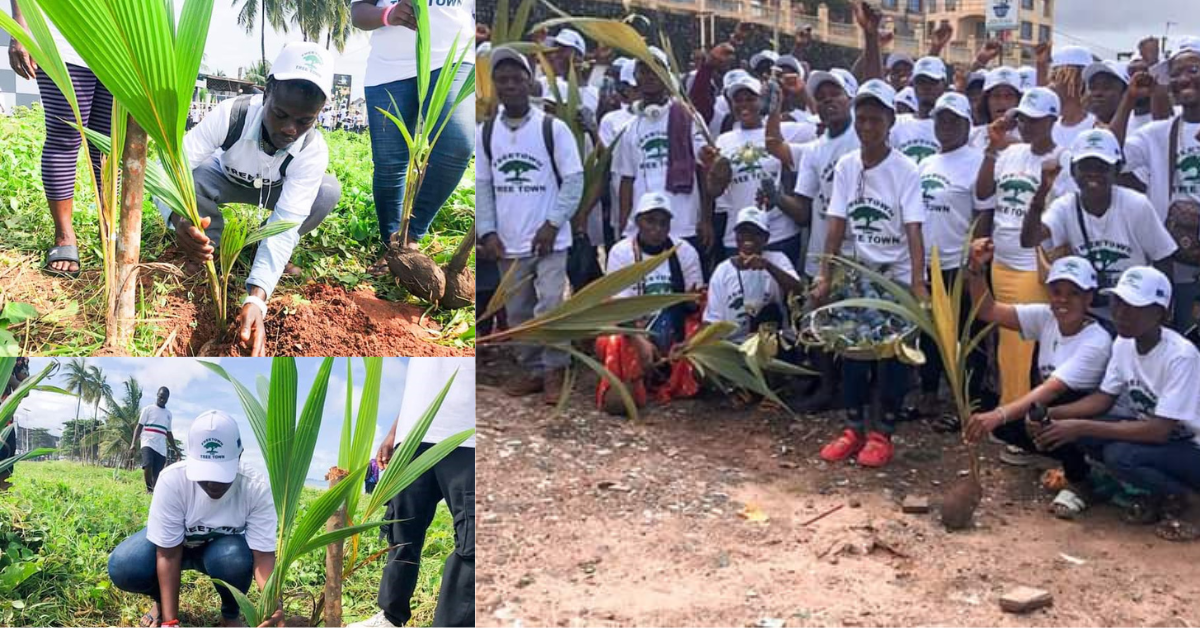 Freetown Launches Reforestation Initiative to Combat Urban Deforestation