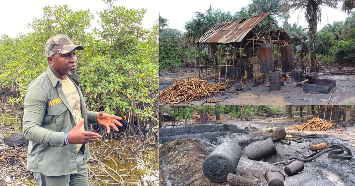 Illegal Mangrove Depletion for Fuel Uncovered in Waterloo: Major Raid Conducted by NPAA, Rangers, and SLP