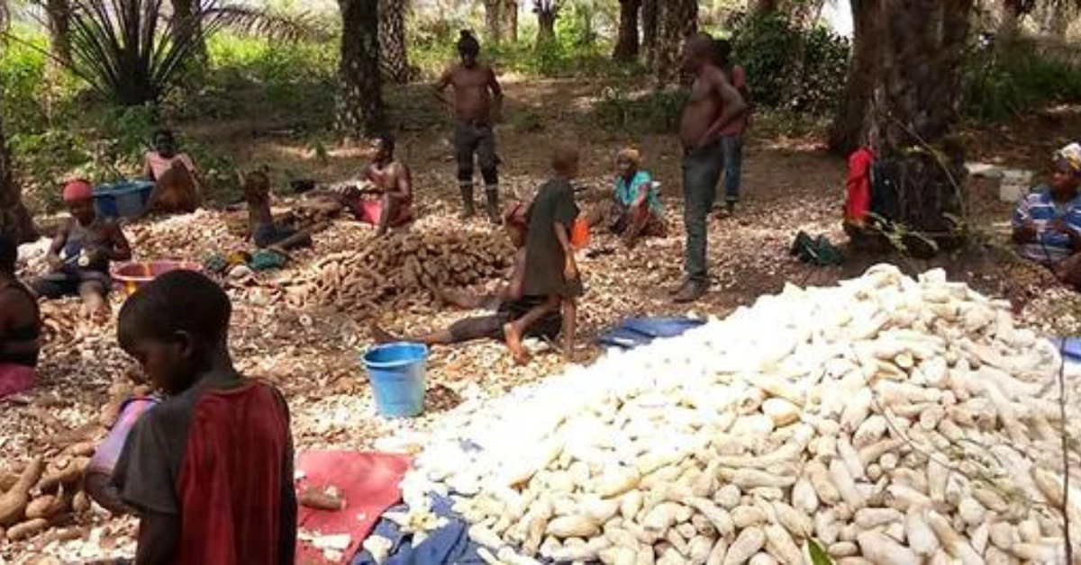 Sierra Leone Urged to Boost Cassava Production to Enhance Food Security