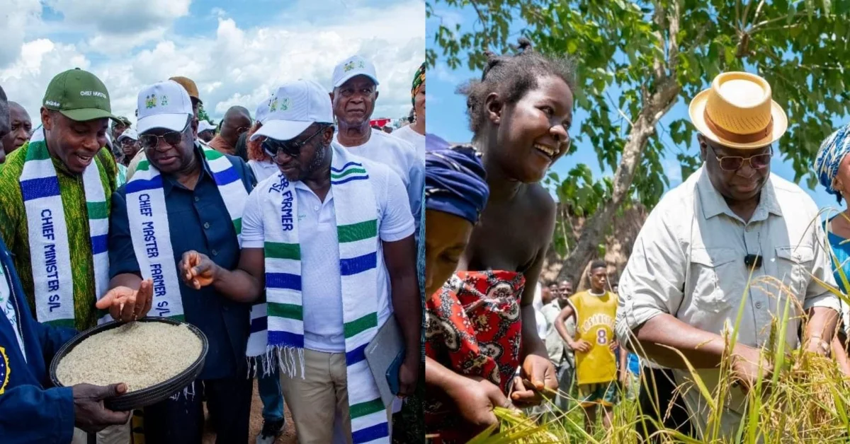 President Bio Leads Symbolic Rice Harvest Ahead of World Food Day