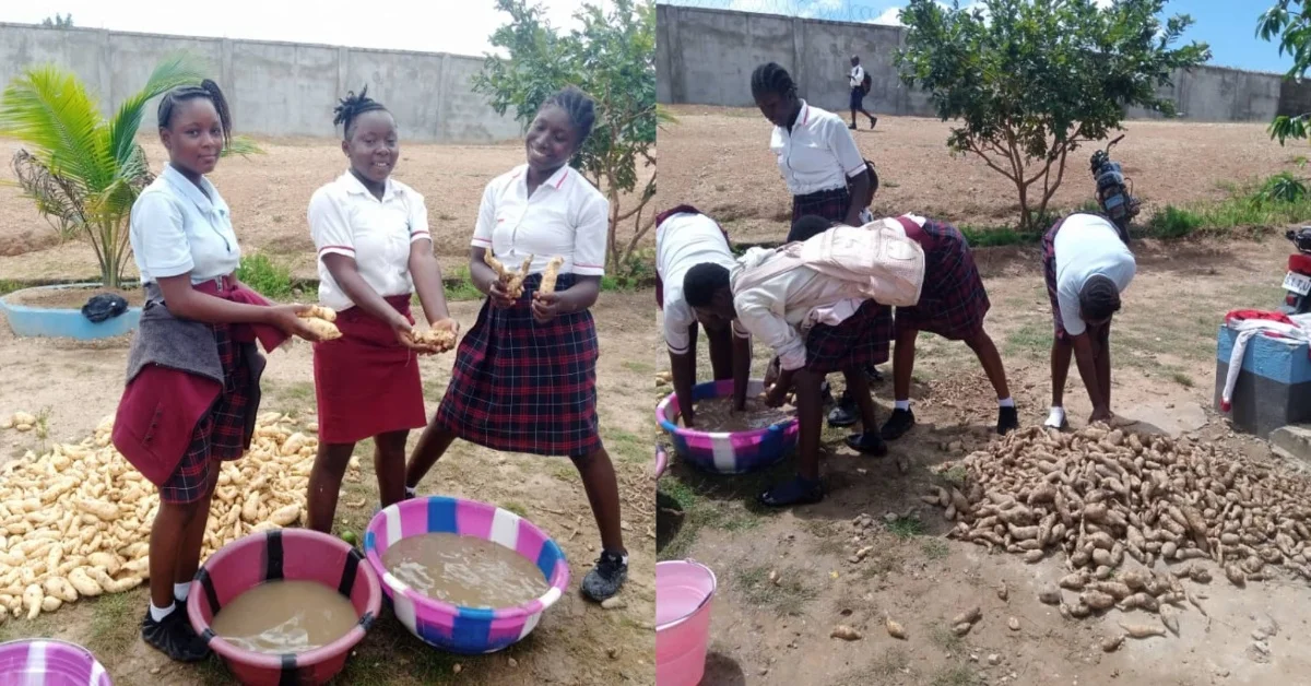 Boroma Vrdur Secondary School Harvests Orange-Fleshed Sweet Potatoes from Ministry of Agriculture