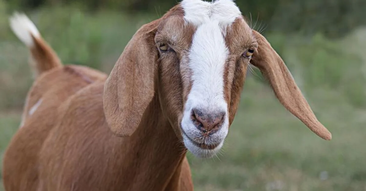 Man Killed Over Missing Goat