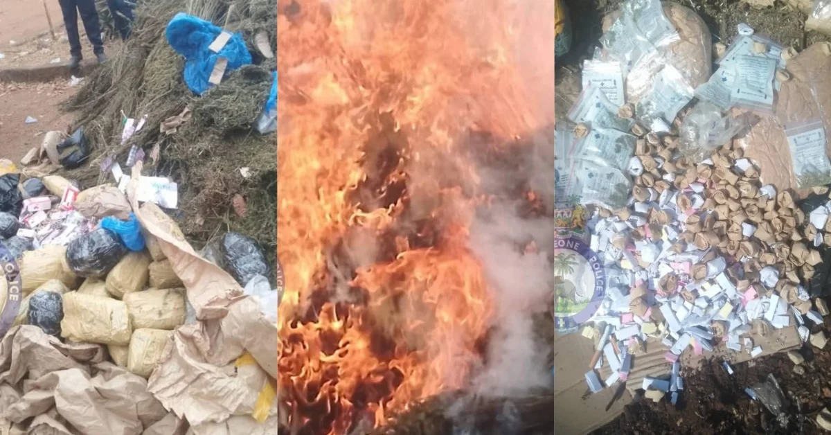 Kambia Police Destroy KUSH and Cannabis Sativa in Anti-Drug Crackdown