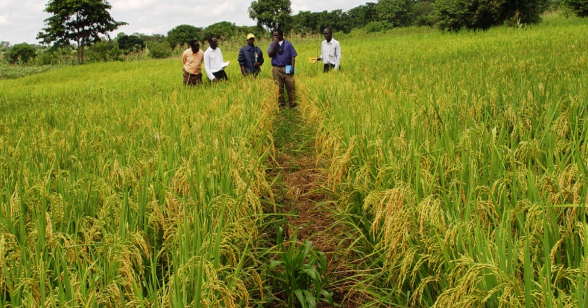 Journalists Against Hunger Seeks Urgent Support to Harvest 200-Acre Rice Farm