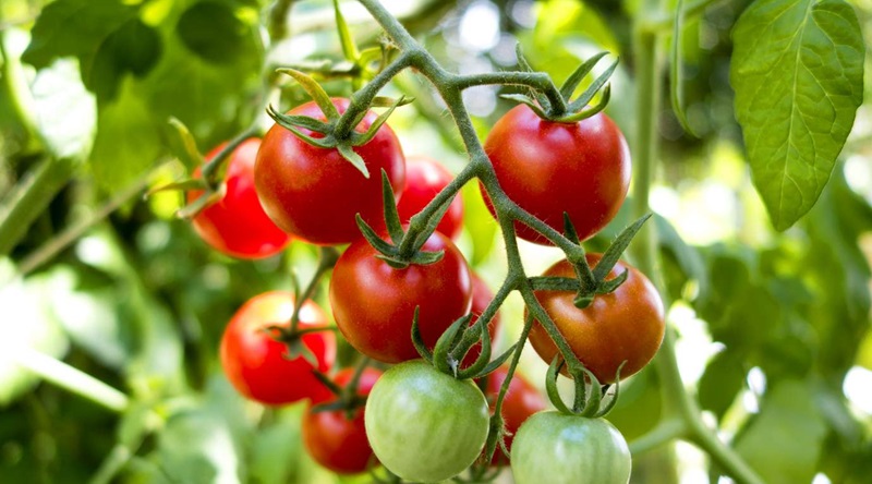3 Healthy Fruits That Can Make You Look Fresh And Younger Than Your Age